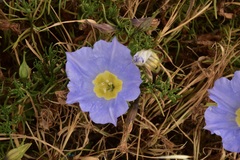 Nolana filifolia