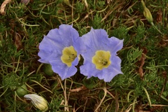 Nolana filifolia