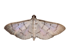 Blepharomastix ianthealis