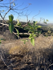 Sambucus cerulea