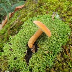 Lactifluus clarkeae