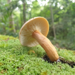 Lactifluus clarkeae
