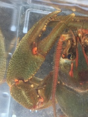 Barbicambarus simmonsi