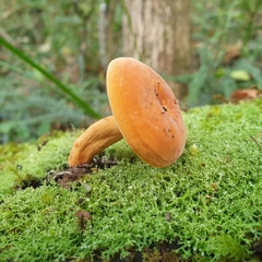 Lactifluus clarkeae