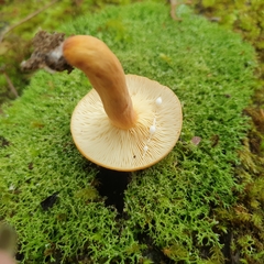 Lactifluus clarkeae