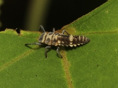 Coelophora inaequalis