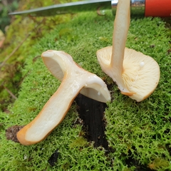 Lactifluus clarkeae