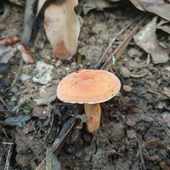 Lactifluus clarkeae