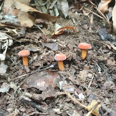 Lactifluus clarkeae