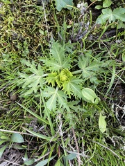 Sanicula arctopoides