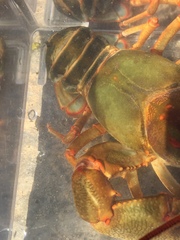 Barbicambarus simmonsi