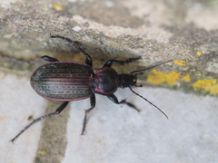 Carabus morbillosus