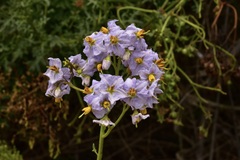Solanum pinnatum