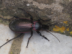Carabus morbillosus