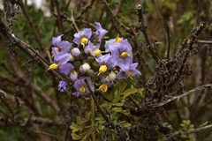 Solanum pinnatum