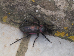 Carabus morbillosus