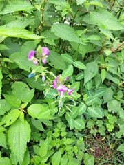 Desmodium uncinatum