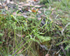 Senecio phelleus