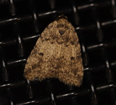 Tolpia conscitulana