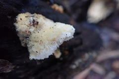 Agaricomycotina