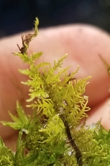 Hylocomium splendens