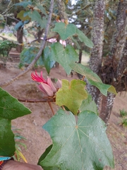 Chiranthodendron pentadactylon