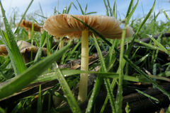 Bolbitius aleuriatus