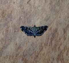 Diathrausta