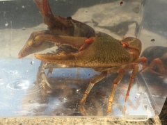 Barbicambarus simmonsi