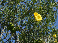 Cascabela thevetioides