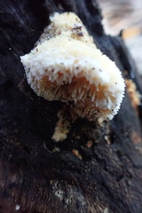 Agaricomycotina