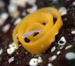 Dendrodoris nigra