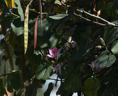 Bauhinia