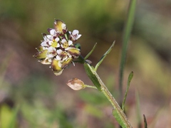 Lobularia libyca