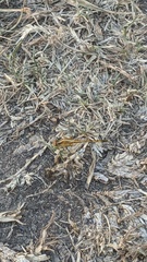 Erythrodiplax nigricans
