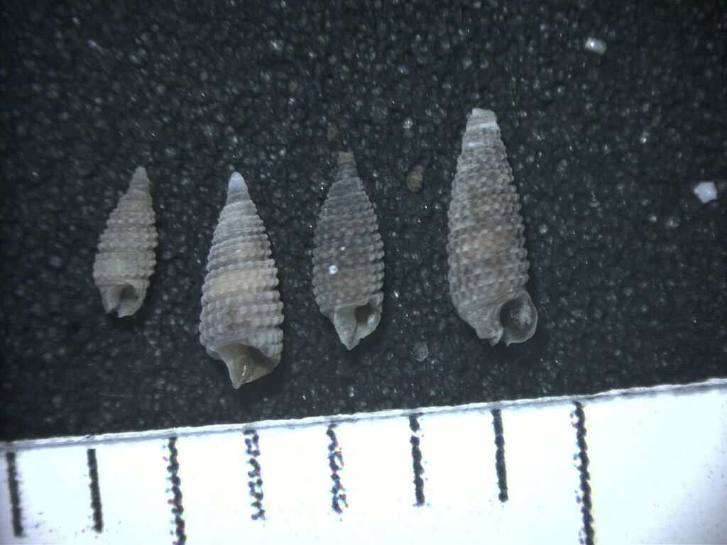 Cerithiopsis gemmulosa