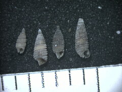 Cerithiopsis gemmulosa