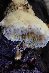 Agaricomycotina