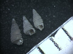 Cerithiopsis gemmulosa