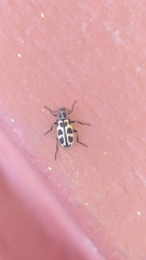 Astylus atromaculatus