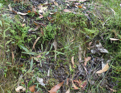 Senecio phelleus