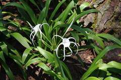 Hymenocallis