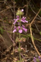 Stachys grandidentata