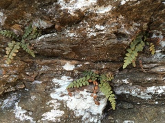 Asplenium bradleyi
