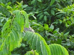 Myiodynastes maculatus