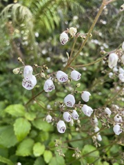 Jovellana sinclairii