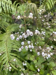 Jovellana sinclairii