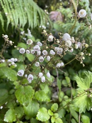 Jovellana sinclairii