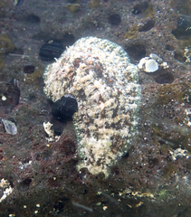 Dolabrifera dolabrifera