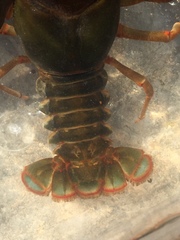 Barbicambarus simmonsi